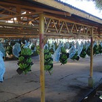 bananaplantation
