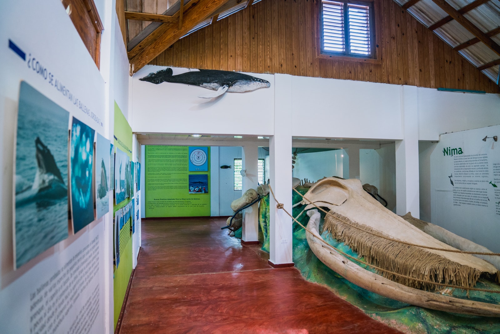 Interior of Whale Museum with exhibits on the walls and a large humpback whale skeleton