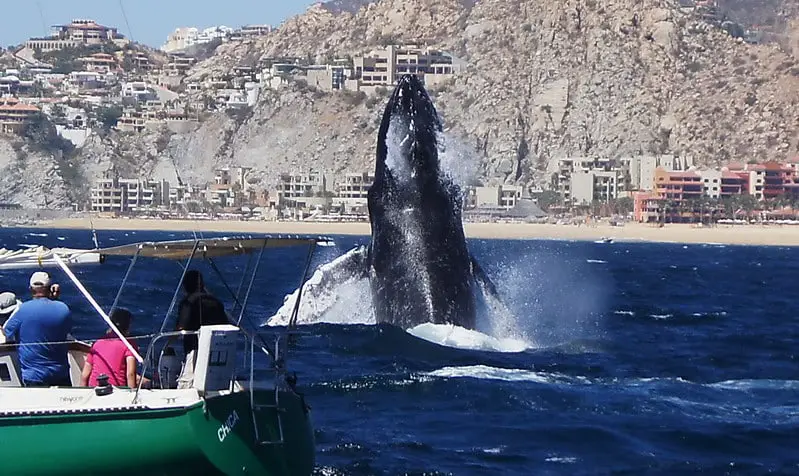 people in boat off coast of Cabo with a large whale jumping out of the water