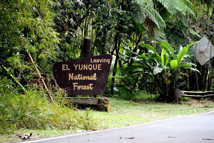 el yunque national rainforest