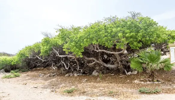 Row of manchineel trees along the shore line being used as a wind break. The side closest to the water is bare of leaves so the twisted branches are visible.