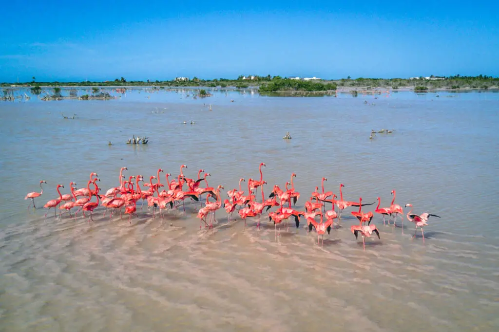 Flock of pink flamingos sitting in a shallow lake