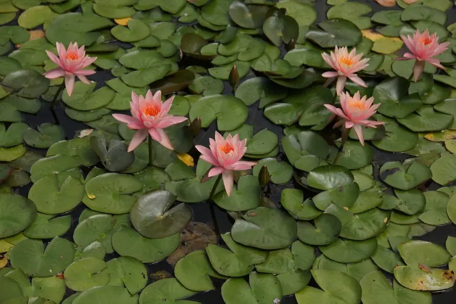 brooklyn botanic garden