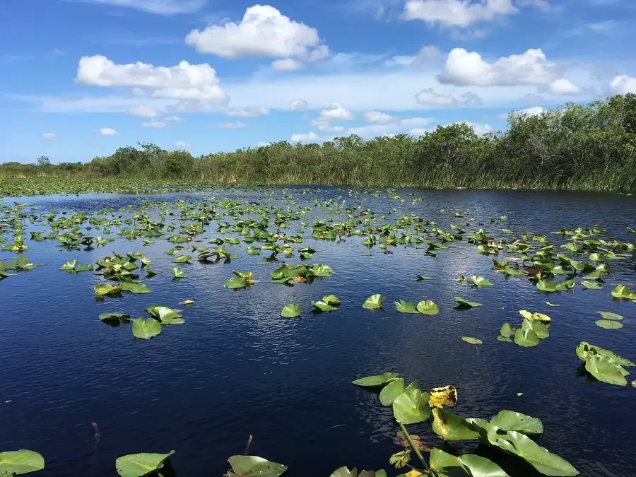everglades florida swamp