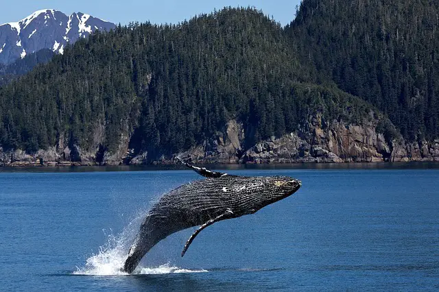 humpback-whale-1984341_640