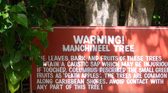 Sign that states: Warning! Manchineel Tree The leaves, bark, and fruits of these trees contain a caustic sap which may be injurious if touched. Columbus described the small green fruits as "death apples." The trees are common along Caribbean shores. Avoid contact with any part of this tree!