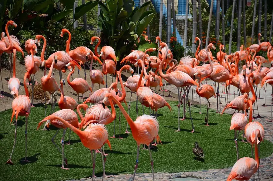 san diego zoo flamingos