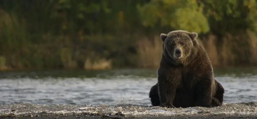 bear in alaska