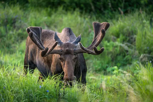 Bull moose with large antlers standing is a field of tall grass.