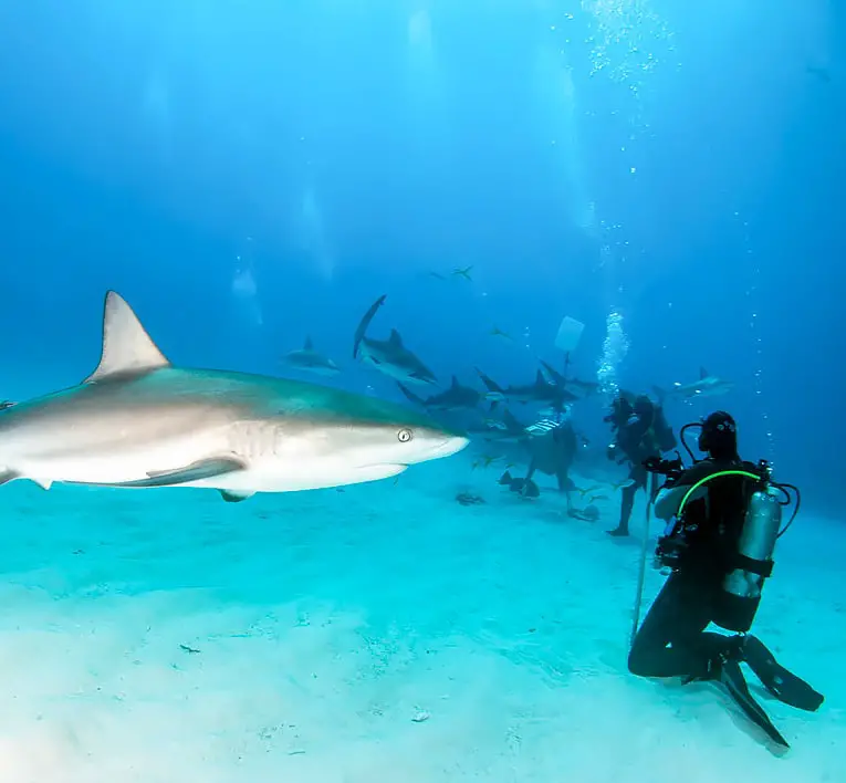 Underwater shot of scuba divers swimming with sharks