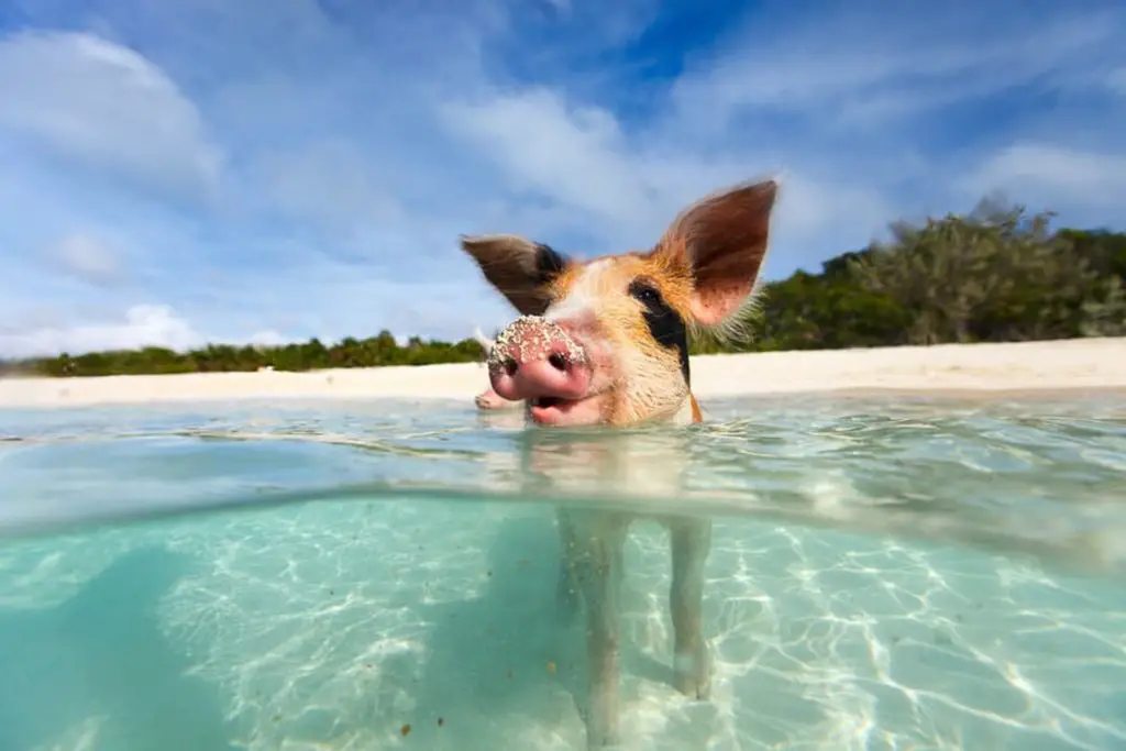 Picture taken in the ocean, at water-level of pig swimming, it's head sticking above the water and it's body seen below the crystal clear water. The shoreline with beach and trees is in the background 