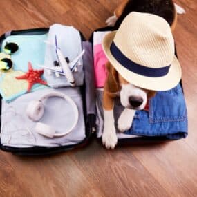 packed suitcase laying open with sunglasses, starfish, toy plane and headphones laying on one side of suitcase, and brown and white dog laying on the other side, wearing a straw fedora with a black band.