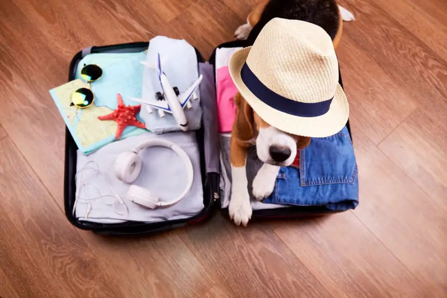 packed suitcase laying open with sunglasses, starfish, toy plane and headphones laying on one side of suitcase, and brown and white dog laying on the other side, wearing a straw fedora with a black band.