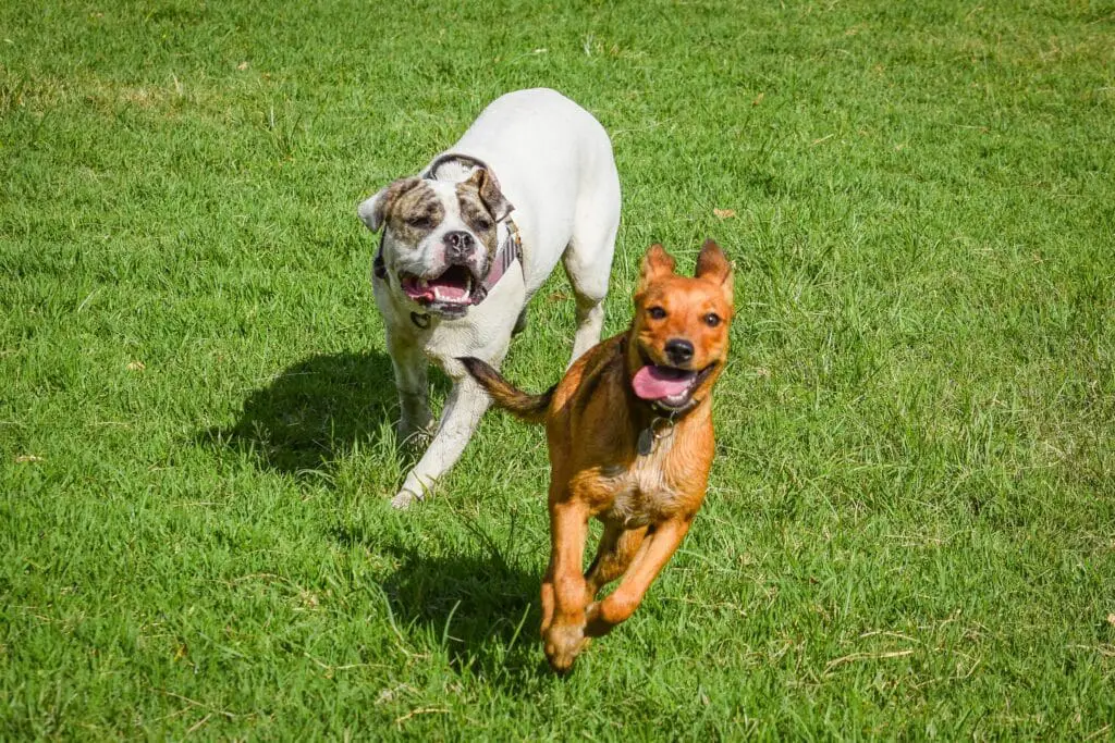 A brown dog and a white dog running side by side on green grass