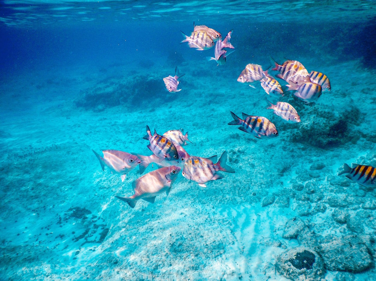 cozumel snorkeling